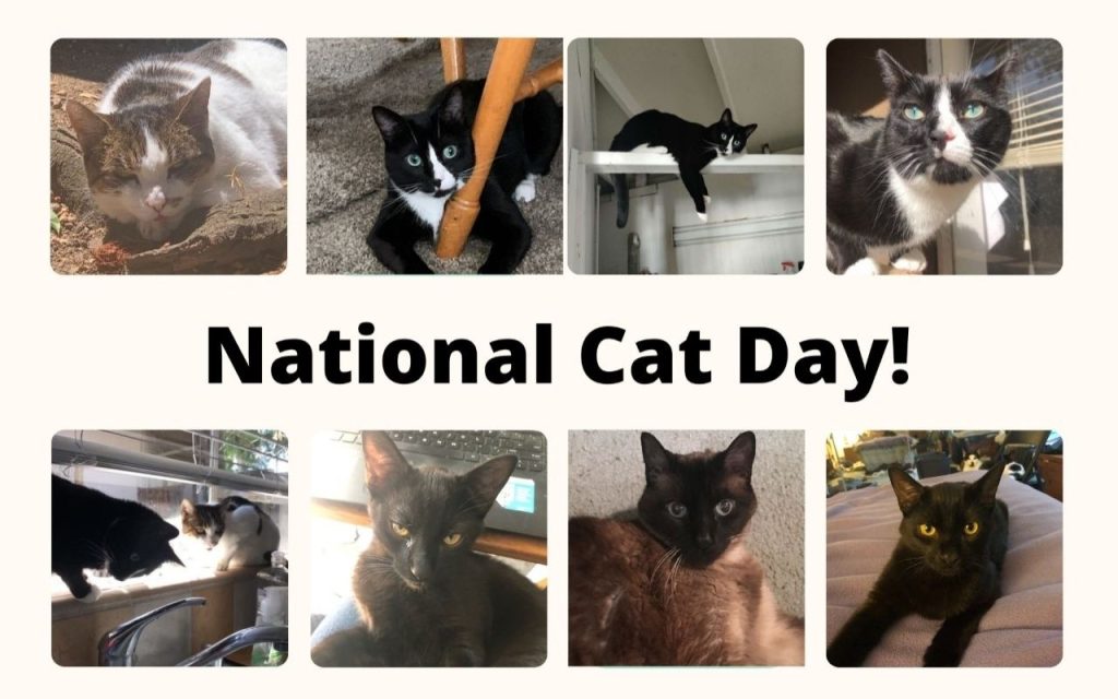National Cat Day San Jose Public Library